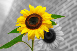 sunflower-6